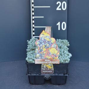 Vetkruid (sedum spathulifolium "Cape Blanco") bodembedekker - 6-pack - 1 stuks Vetkruid (sedum spathulifolium "Cape Blanco") bodembedekker - 6-pack - 1 stuks
