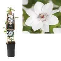 Klimplant Clematis Miss Bateman - Witte Bosrank - thumbnail
