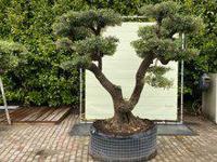 Olijfboom Pon Pon - Olea Europaea - thumbnail