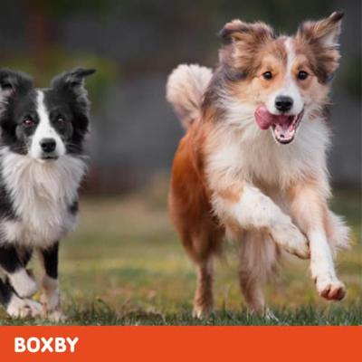 Boxby Cold Pressed Turkey (kalkoen) hondensnack 6 x 100 g