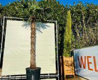 Palmboom - Trachycarpus Fortunei - thumbnail