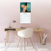Golden Retriever Kalender 2026 - thumbnail