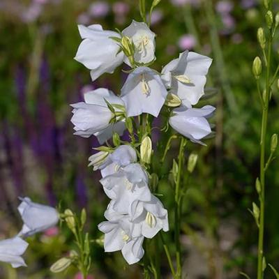 Campanula pers. Alba vaste plant Griffioen - Griffioen Campanula pers. Alba vaste plant Griffioen - Griffioen