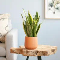 Vrouwentong - Sansevieria Laurentii - P12 - thumbnail