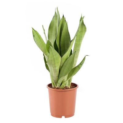 Sansevieria Moonshine (Vrouwentong) - P 12 cm Sansevieria Moonshine (Vrouwentong) - P 12 cm