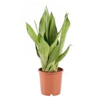 Sansevieria Moonshine (Vrouwentong) - P 12 cm - thumbnail