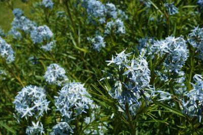 Blauwe ster Blauwe ster