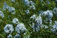 Blauwe ster - thumbnail