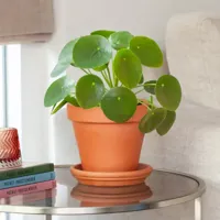 Pannenkoekplant - Pilea Peperomioides - P13 - thumbnail