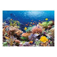 Castorland legpuzzel coral reef fishes, 1000st. - thumbnail