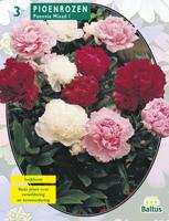 Zomer Bloembollen Pioenrozen, Mix per 3 Baltus - Baltus - thumbnail