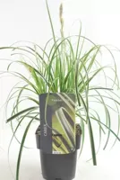 Siergras - Carex Feather Falls - thumbnail