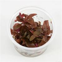 Alternanthera reineckii minima - 3 stuks - aquarium plant - thumbnail