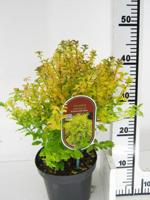 Liguster - thumbnail