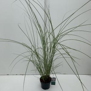 Prachtriet (Miscanthus sinensis "Gracillimus") siergras - In 3 liter pot - 1 stuks Prachtriet (Miscanthus sinensis "Gracillimus") siergras - In 3 liter pot - 1 stuks