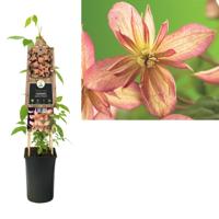 Klimplant Clematis montana Marjorie - Roze Bosrank - thumbnail