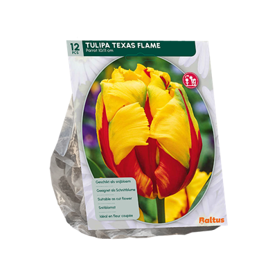 Tulp