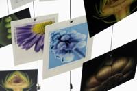 Trendform Steely Dan 200 cm - fotokoord met 15 magneten - thumbnail