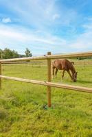 AKO platinumline afrasteringskoord 6mm 500m witblauw - thumbnail