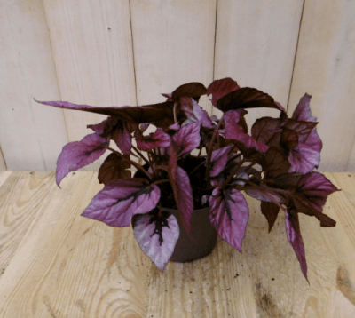 Bladbegonia rood Viridi kamerplant Warentuin Natuurlijk - Warentuin natuurlijk