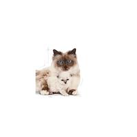 Royal Canin Mother & Babycat 34 droogvoer voor kat 0,4 kg - thumbnail