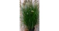 Lampepoetsergras Cenchrus GROOT 100 cm Pennisetum Warentuin Natuurlijk - Warentuin natuurlijk - thumbnail