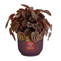 Elho the winery collection 14 bordeaux red - thumbnail