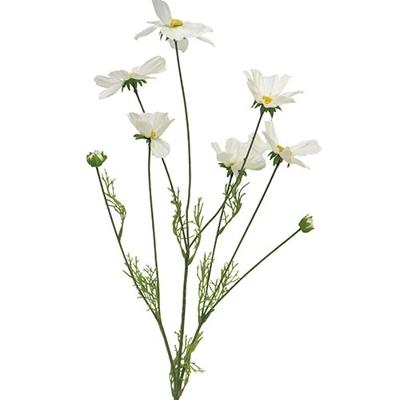 Cosmos Orion cream 92cm