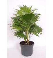 Livistona Rotundifolia - P24 - thumbnail