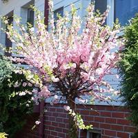 Dwergamandel op stam - thumbnail