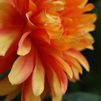 Dahlia Kunstbloem 57cm Oranje - thumbnail