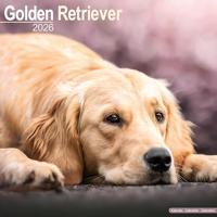 Golden Retriever Calendar 2026 Square Dog Breed Wall Calendar - 16 Month - thumbnail