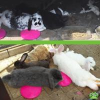 SCRATCH & NEWTON ICE POD KOELSCHIJF 21 CM - thumbnail