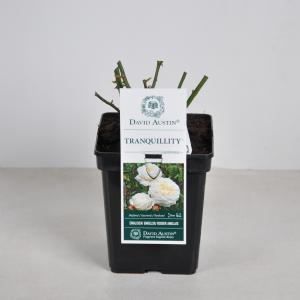 Engelse roos (rosa "Tranquillity"®) - C5 - 1 stuks