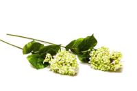 Kunstbloem Hydrangea Microphila - thumbnail