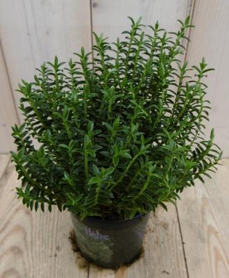 3 stuks! Hebe Veronica struikje groenblijvend groot blad Warentuin Natuurlijk - Warentuin natuurlijk