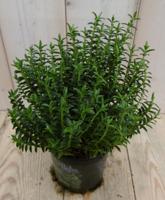 3 stuks! Hebe Veronica struikje groenblijvend groot blad Warentuin Natuurlijk - Warentuin natuurlijk - thumbnail