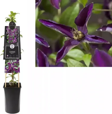 Klimplant Clematis Noora - Paarse Bosrank