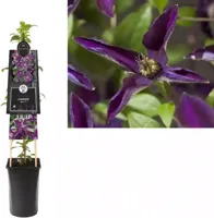 Klimplant Clematis Noora - Paarse Bosrank - thumbnail