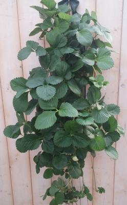 Hangzak Aardbei Fragaria Warentuin Natuurlijk - Warentuin natuurlijk