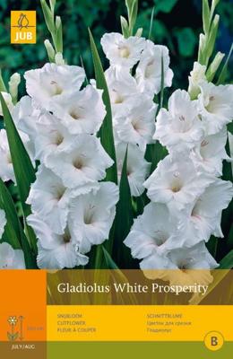 Bloembollen Gladiolus White Prosperity 10st