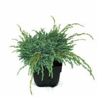 Kruipende jeneverbes (Juniperus squamata "Blue Carpet") conifeer - thumbnail