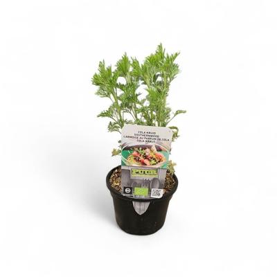 Puur kruiden Artemisia maritima 'Coca-cola' - Cola kruid biologisch