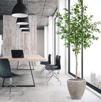 Ficus Exotica Kunstboom op stam 230cm - thumbnail