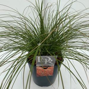 Zegge (Carex testacea "Prairie Fire") siergras - In 5 liter pot - 1 stuks Zegge (Carex testacea "Prairie Fire") siergras - In 5 liter pot - 1 stuks
