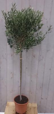 Olijfboom Olea stamhoogte 70 cm en boomhoogte 140 cm Warentuin Natuurlijk - Warentuin natuurlijk Olijfboom Olea stamhoogte 70 cm en boomhoogte 140 cm Warentuin Natuurlijk - Warentuin natuurlijk