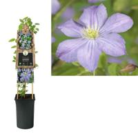 Lila bosrank (Clematis "Prince Charles") klimplant - thumbnail