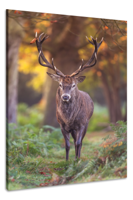 Schilderij - Hert in het bos, Natuur , 2 Maten, Premium print - thumbnail