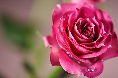Samyang 100mm F/2.8 ED UMC Macro MFT - thumbnail