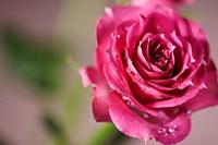 Samyang 100mm F/2.8 ED UMC Macro MFT - thumbnail